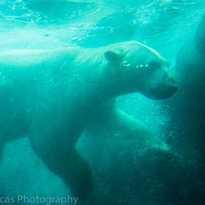 Polar Bear