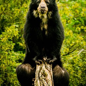 Spectacled Bear