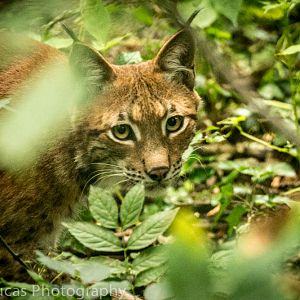 Eurasian Lynx