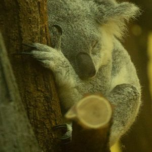 Koala