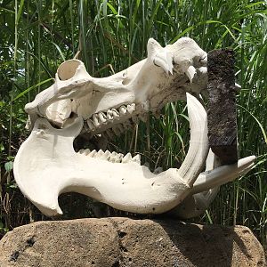 River Hippo Skull
