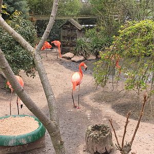 Flamingo enclosure 010516