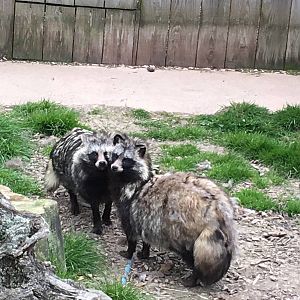 Raccoon Dogs 010516