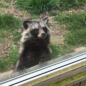 Raccoon Dog 010516