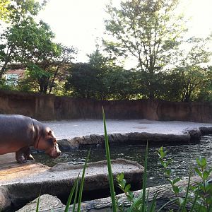 Hippo Exhibit