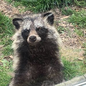 Raccoon Dog 010516