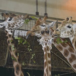 Giraffes 090716