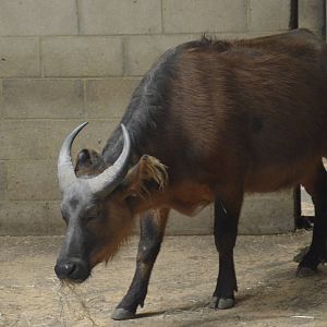 Congo Forest Buffalo 090716