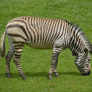 Hartmanns Mountain Zebra 090716