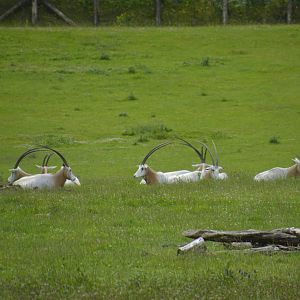 Scimitar-horned Oryx 090716