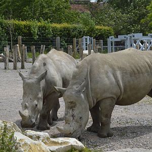 White Rhinoceroses - Wild Explorers 090716