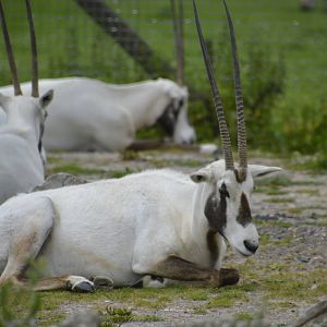 Arabian Oryx 090716