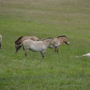 Przewalskis Horses 090716