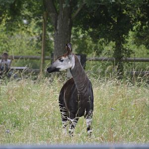 Okapi 090716