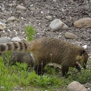 Ring-tailed Coati 090716