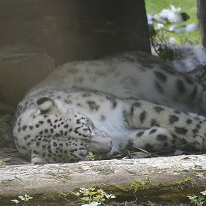 Snow Leopard 090716