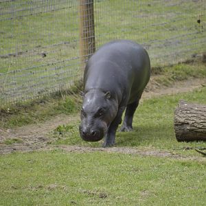 Pygmy Hippopotamus 090716