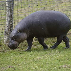 Pygmy Hippopotamus 090716