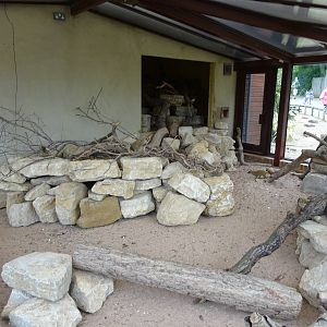Yellow Mongoose enclosure 090716