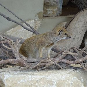 Yellow Mongoose 090716