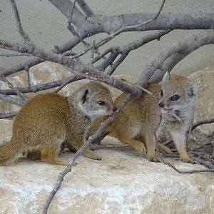 Yellow Mongoose juveniles 090716