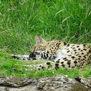 Serval 090716