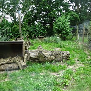 Serval enclosure 090716