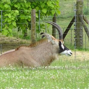 Roan Antelope 090716