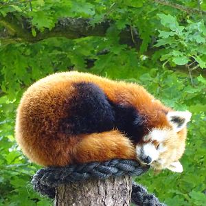 Red Panda 090716