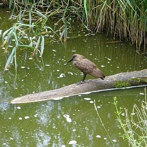 Hamerkop - Walkthrough Aviary 090716