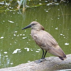 Hamerkop - Walkthrough Aviary 090716