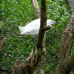 Little Egret - Walkthrough Aviary 090716
