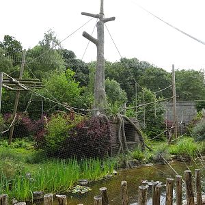 Siamang enclosure 090716