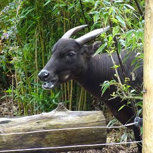 Lowland Anoa 090716