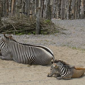 Grevys Zebras - Wild Explorers 090716