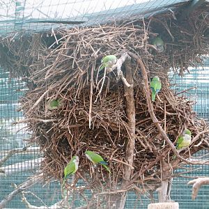 Monk parakeet nest, February 2016