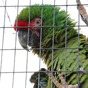 Military macaw, February 2016