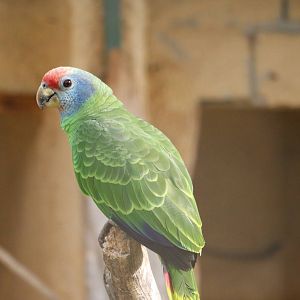 Red-tailed amazon, February 2016