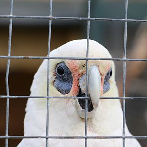Little corella, February 2016