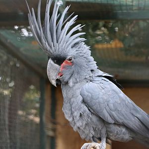 Palm cockatoo, February 2016