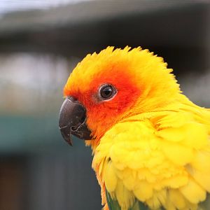Sun conure, February 2016
