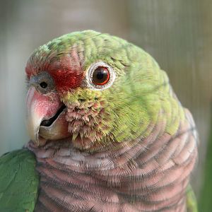 Vinaceous-breasted amazon, February 2016