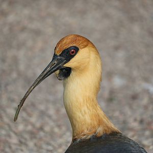 Black-faced ibis, February 2016