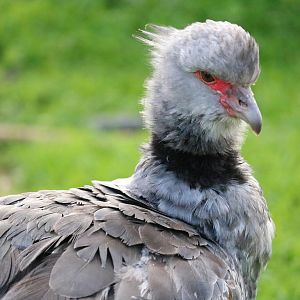 Southern screamer, February 2016