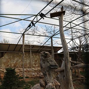 Mixed aviary - bald eagles & ravens, February 2016