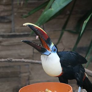 Red-billed toucan, February 2016