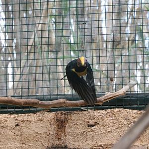 Green aracari in flight, February 2016