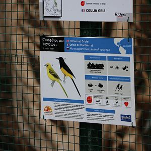 Montserrat oriole sign, February 2016