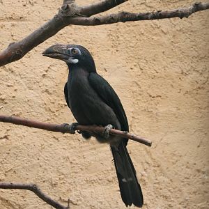 Luzon tarictic hornbill, February 2016