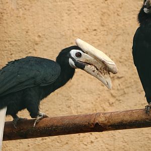 Palawan hornbill, February 2016